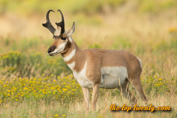 Pronghorn